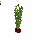 plant 5
