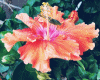 6v3| Big Leaf Flower