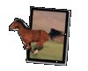 Frame Runner Horse