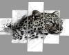 DF^Leopard Picture