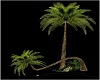 Palm Tree w Swing