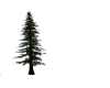 {LS} Pine Tree