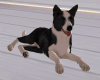 BOA Siba Animated Dog