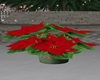 HP Poinsettia Plant