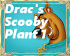 Dracs Scooby Plant1