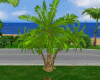 Animated Coconut tree