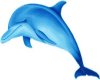 Splash the Dolphin