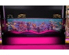 animated fish tank