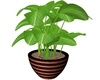 Big Plant in Pot