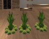 **Malibu Plants