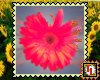 Heavenly gerbera stamp