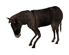 Hillarious mule