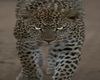 leopard pic