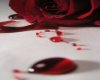 poster bleeding rose