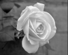 White Rose Framed Pic