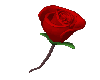 Animated Valintine Rose