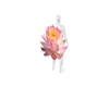 Pink Lotus cutout