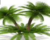 African Beach Palm