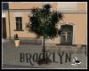 ~SB Brooklyn Tree