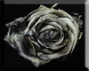 antiqued rose