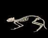 Halloween Skeleton Cat