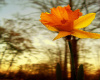 Sunrise Lily