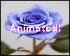Color Animated Flower 2
