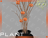 Plant Pumpkin 4a Ⓚ