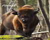 photo european bison