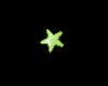 Tiny Lime Starfish