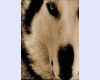 C~ Sepia wolf framed