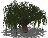 Animated Willow Tree