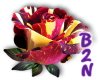 B2N-Zebra Rose