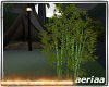 *N* Bamboo Plant