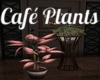Cafe Plants