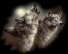 mated wolves