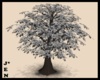Winter Snow Tree