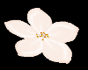 Cream Falling Flowers