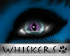 Whiskers :Astra Eyes F