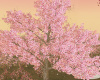 Romantic Sakura Tree