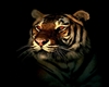 Glowing tiger in frame