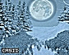 Winter Forest PR