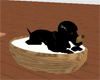 black puppy/bed/bowl