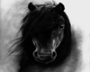 black horse pic