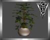 CTG INDOOR PLANT V2