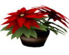 holiday pointsetta plant