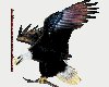 [DF]eagle transperant