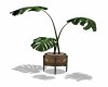 POTTED  *MONSTERA*