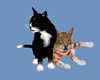 CK  Cat  Pals