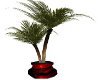 Red Potted Palm Tree